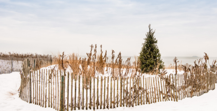 christmas tree in the dunes at madison beach hotel