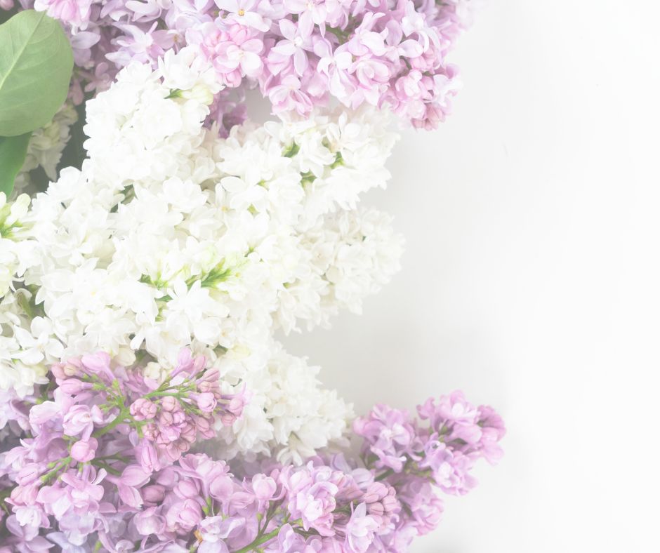 image of pink, lavender and white hydrangeas 