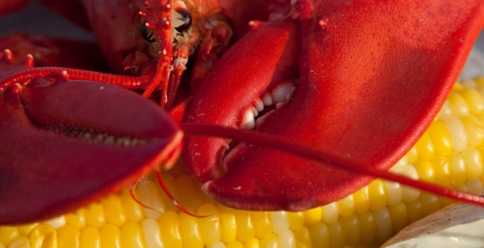 lobster, corn, clams